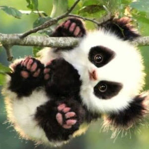 Meet your Posher, Panda